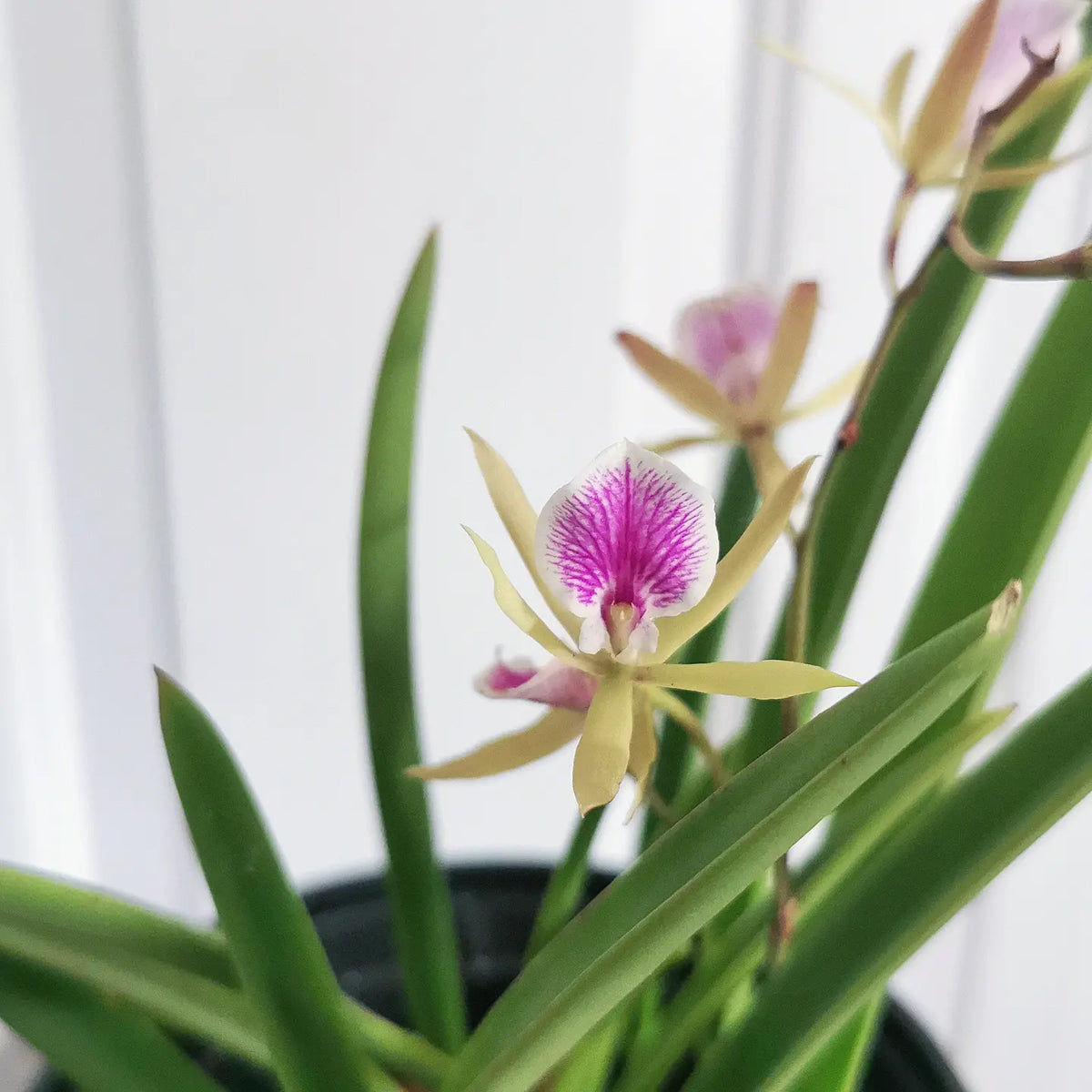 Vaughnara Jairak Kiss Orchid Botanix & Tropicals of Winnipeg