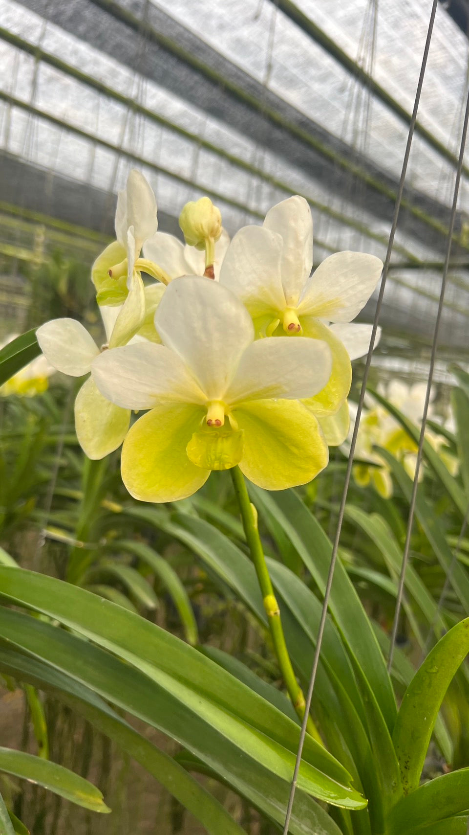 Vanda sanderiana 'alba'