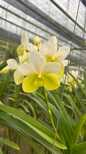 Vanda sanderiana 'alba'