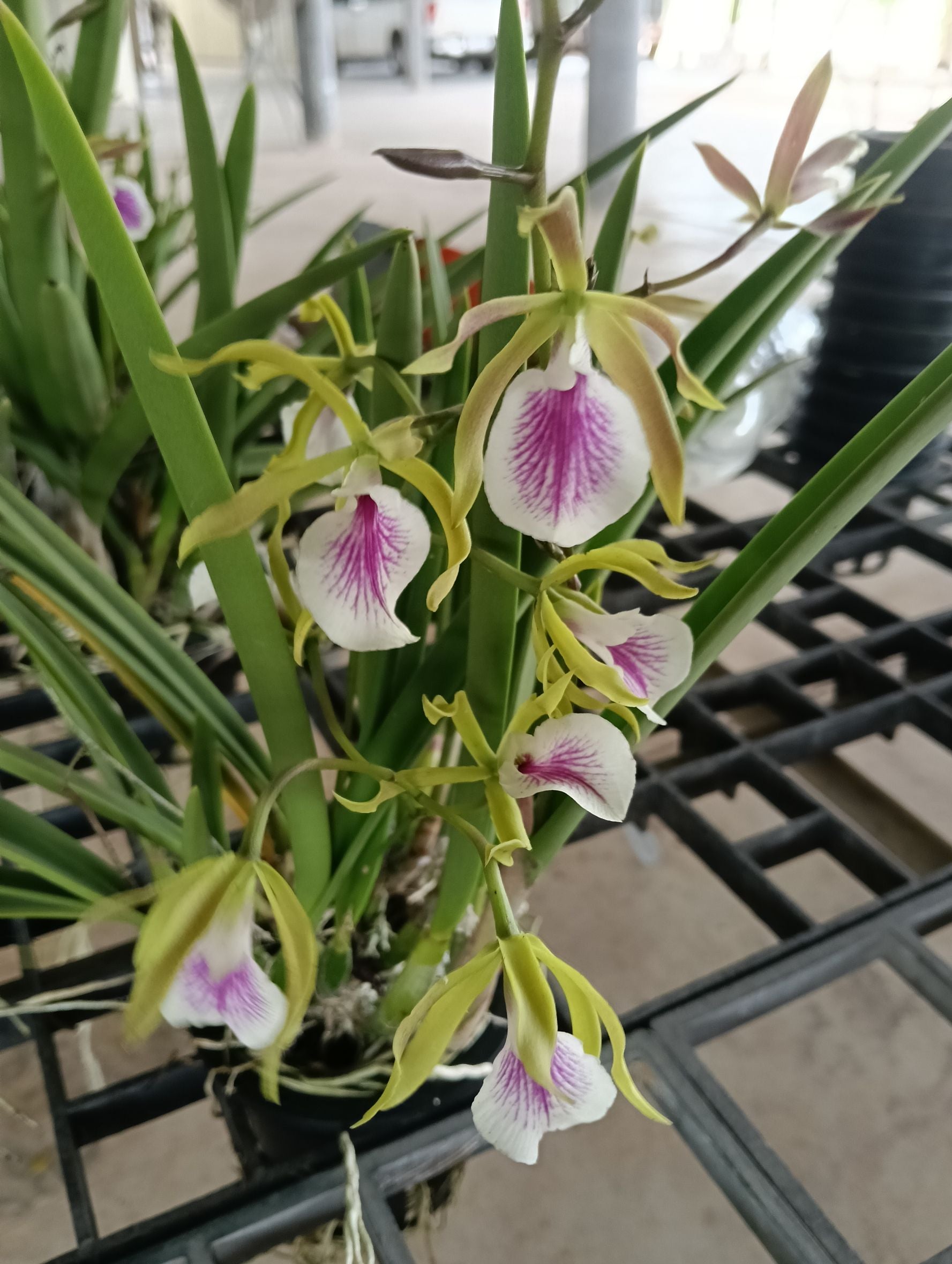 Vaughnara Jairak Kiss