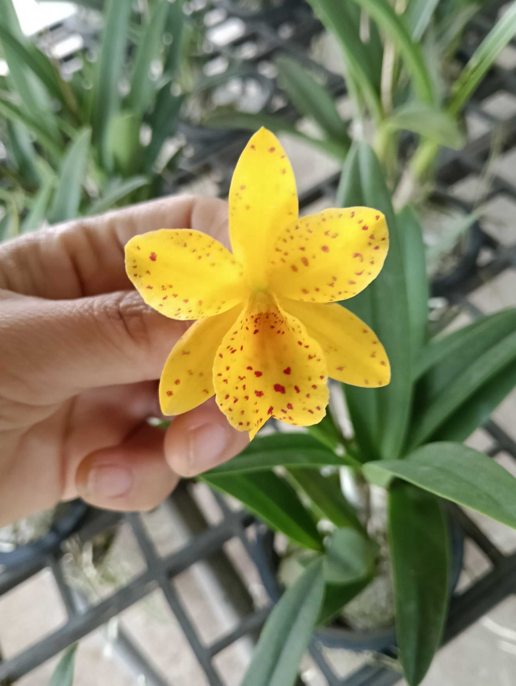 Claudehamiltonara Hidden Gold