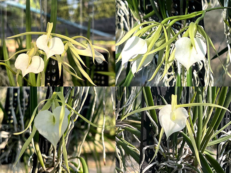 Brassavola Grand Stars