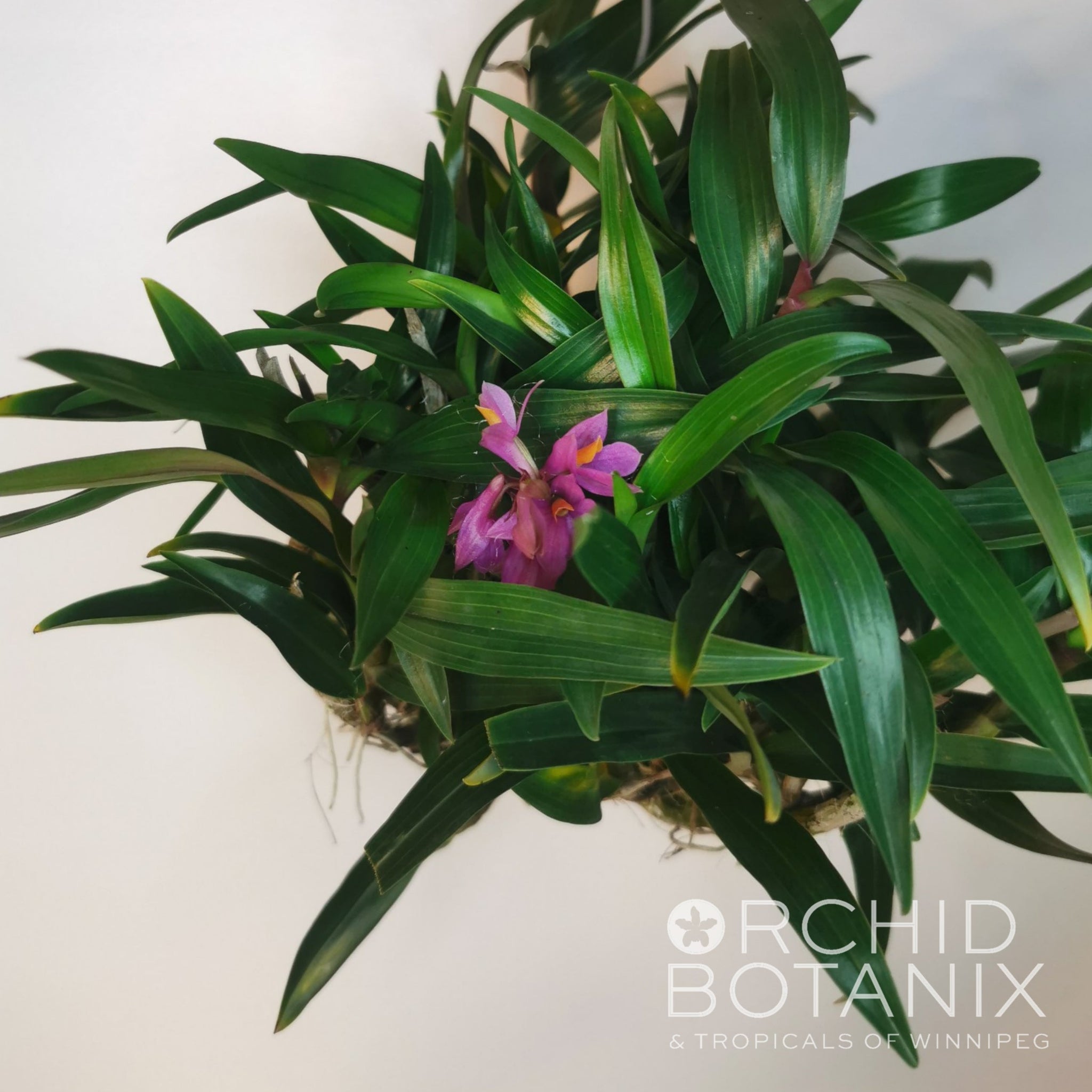 Dendrobium – Orchid Botanix & Tropicals of Winnipeg
