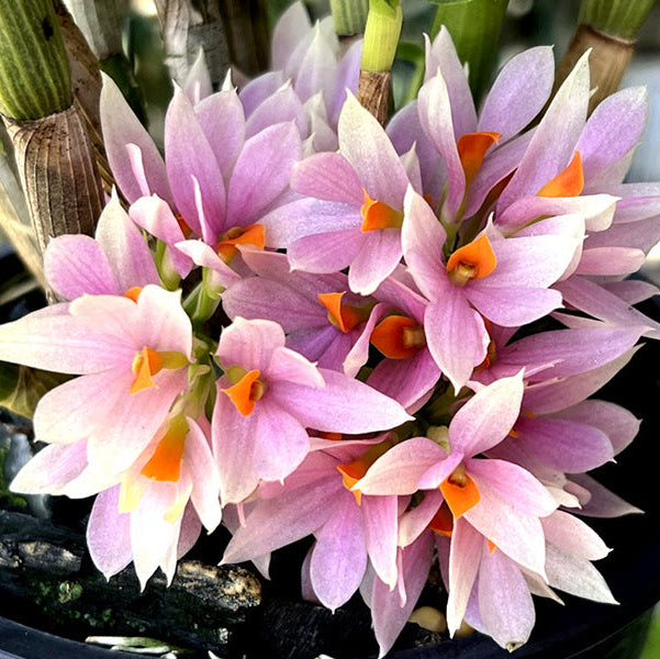 Dendrobium Sakurako