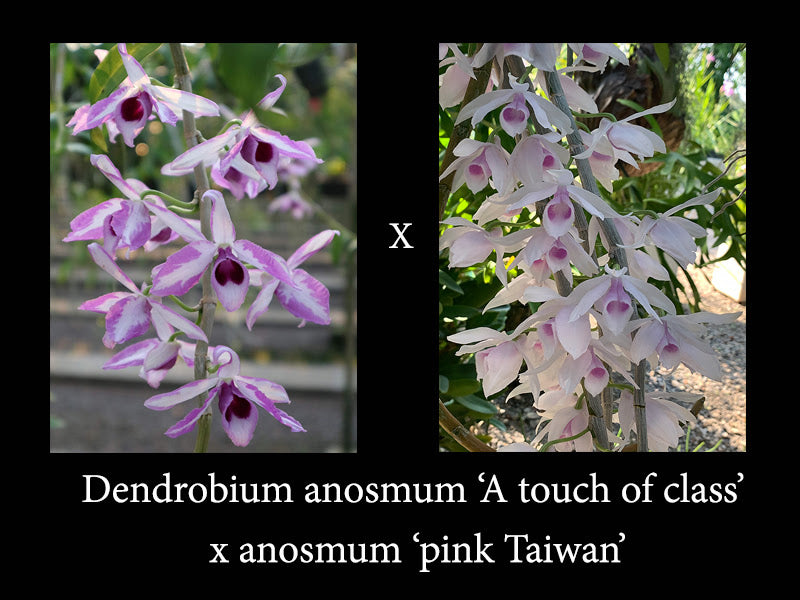 Dendrobium anosmum 'A touch of class' x anosmum 'pink Taiwan'