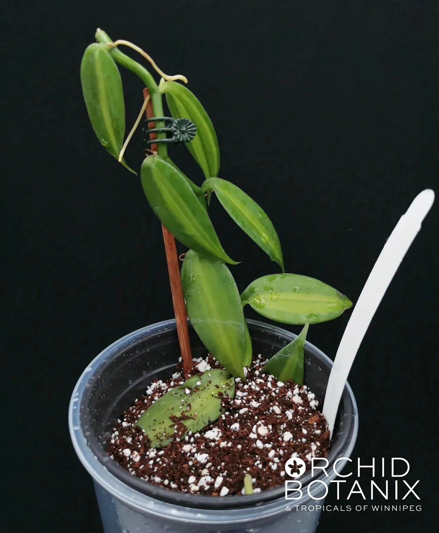 Vanilla planifolia variegata
