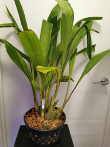 Peristeria elata