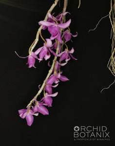 Dendrobium (anosmum x supernestor) x anosmum