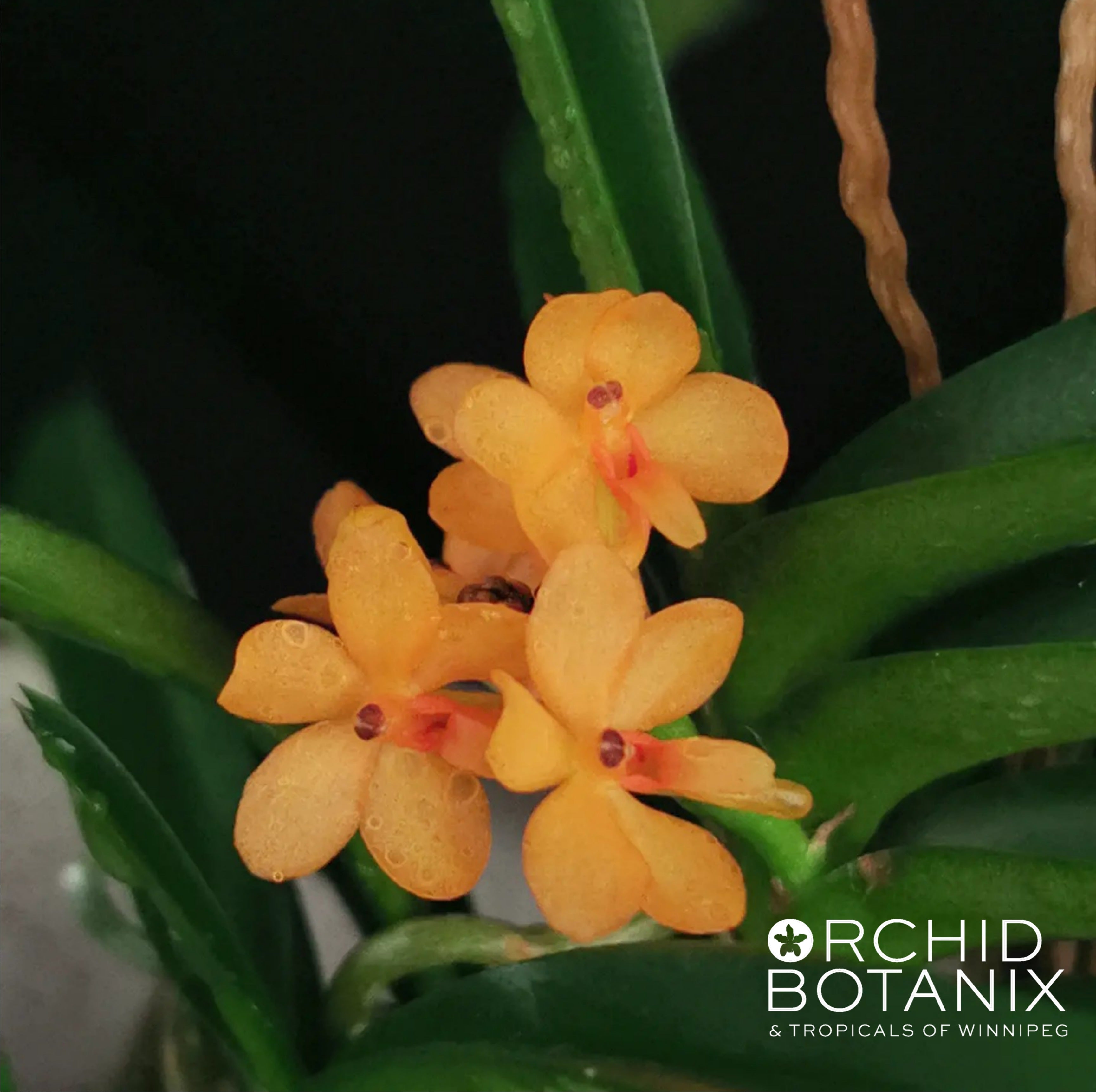 Ascocentrum miniatum