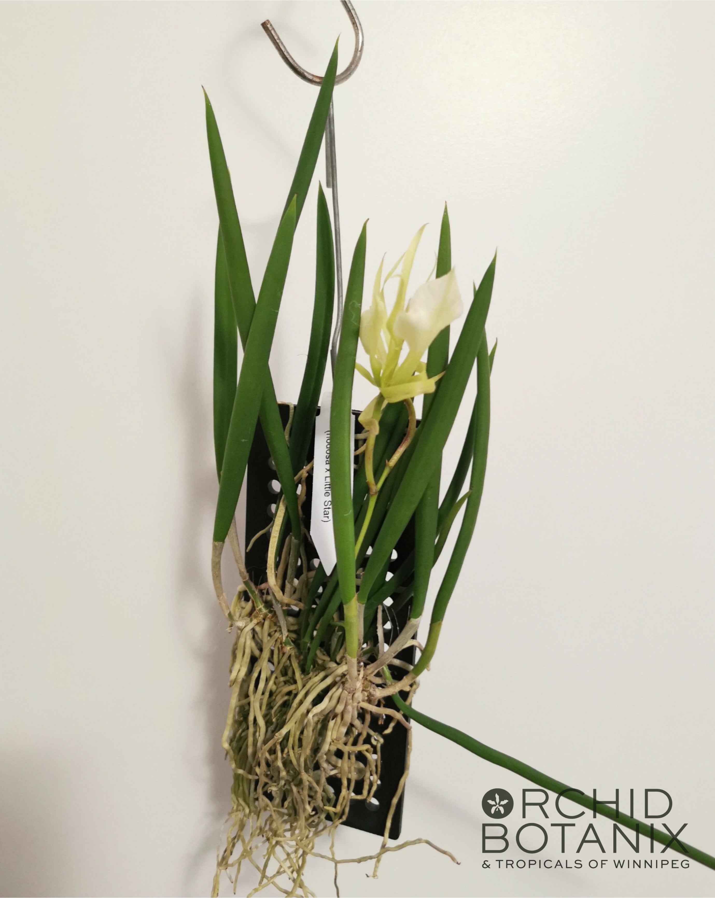 Brassavola Grand Stars