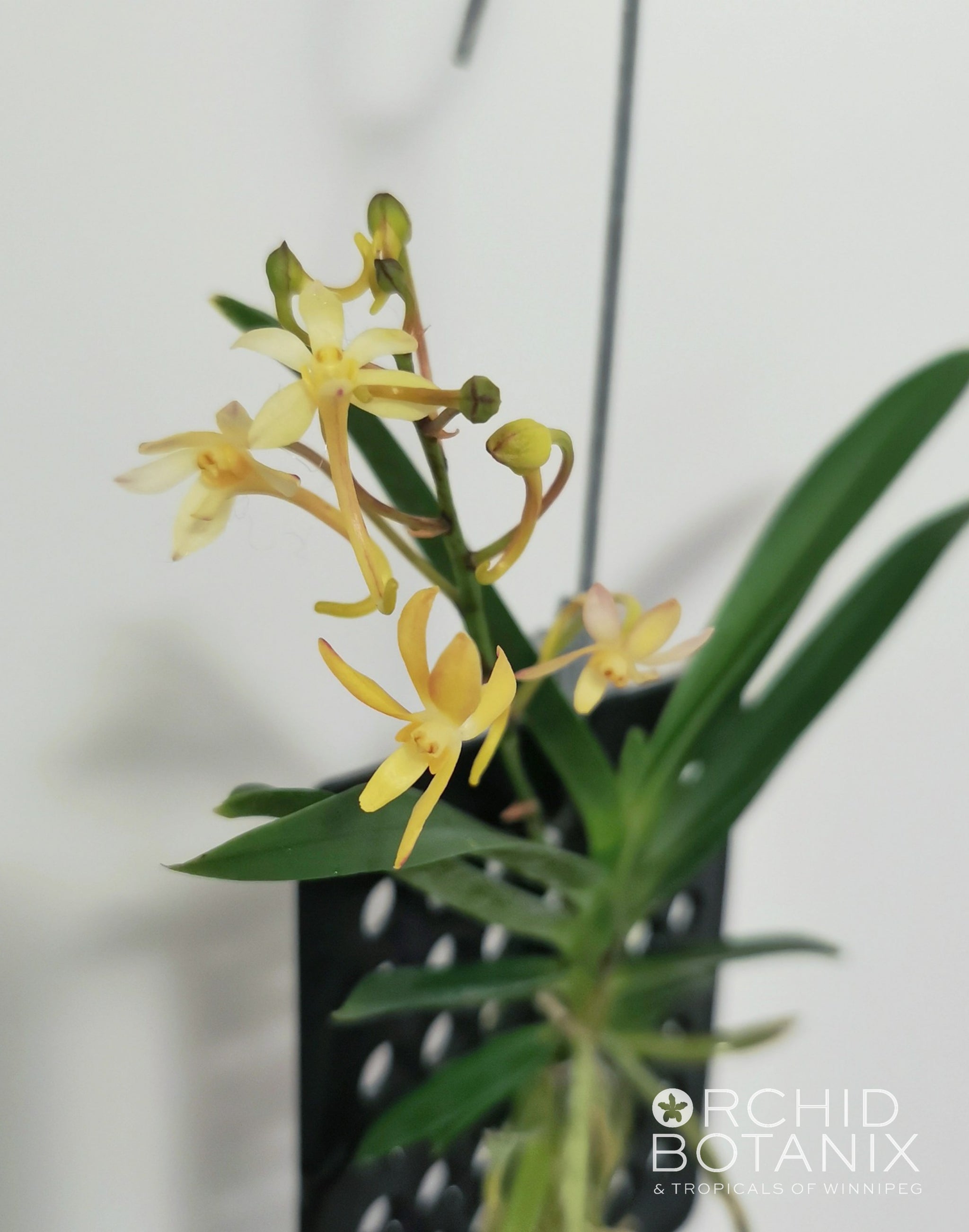 J.P. Feyt – Fiesta Vanda Vanda Orchid plant species + PHYTO certificate | eBay