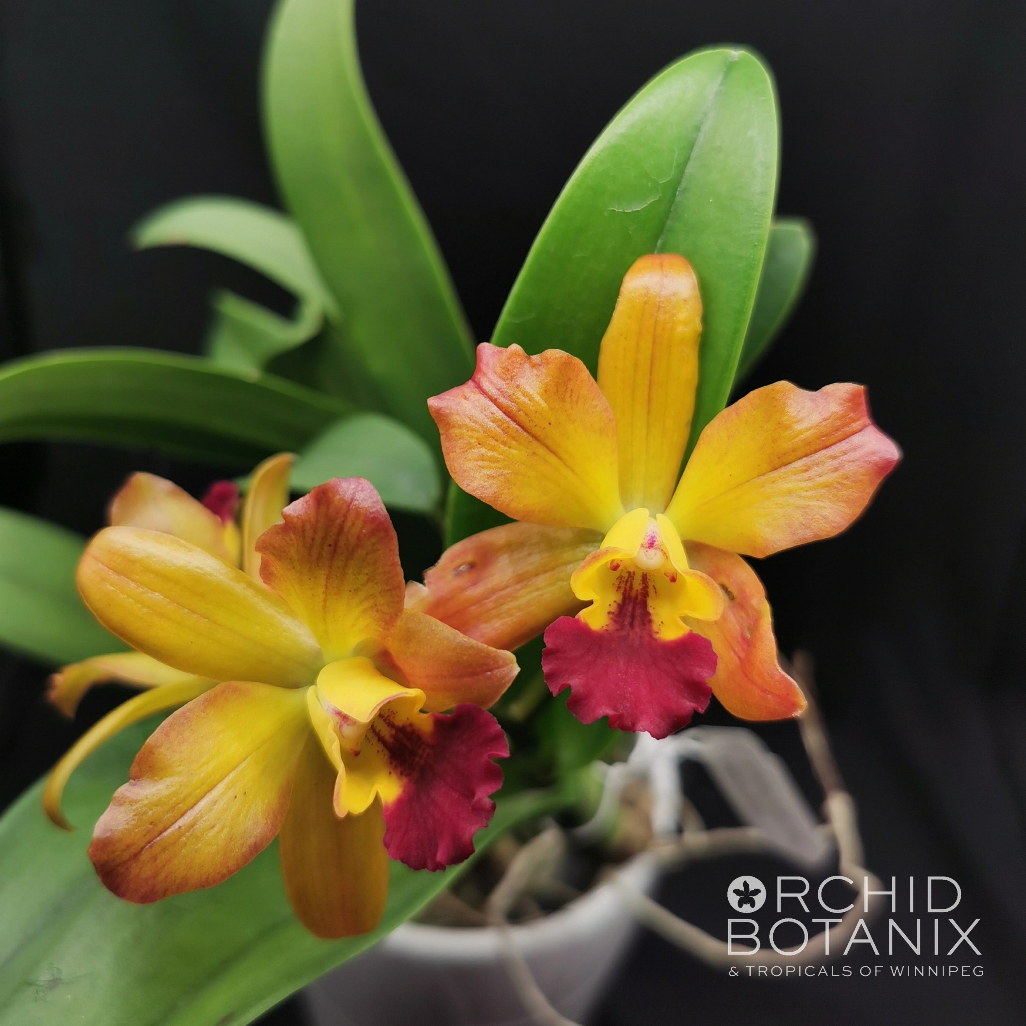 Cattlianthe Ploenpit Fantasy 'Jairak'