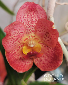 Vanda Pedro Bonetti 'Bai'