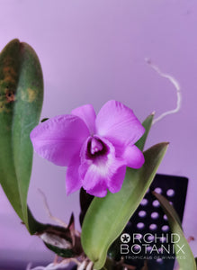 Laeliocattleya Jairak Taffy