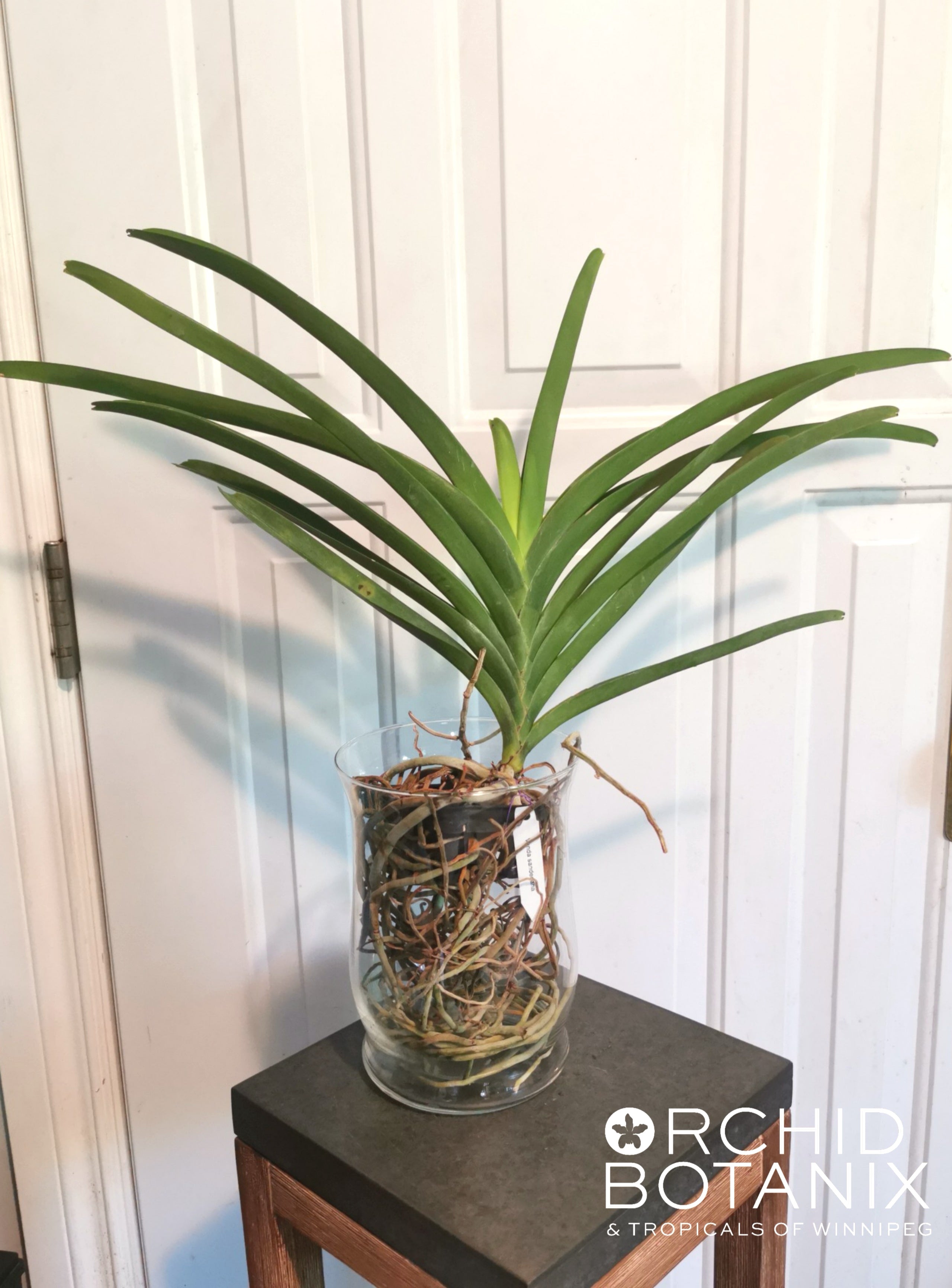 Vanda sanderiana