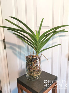 Vanda sanderiana