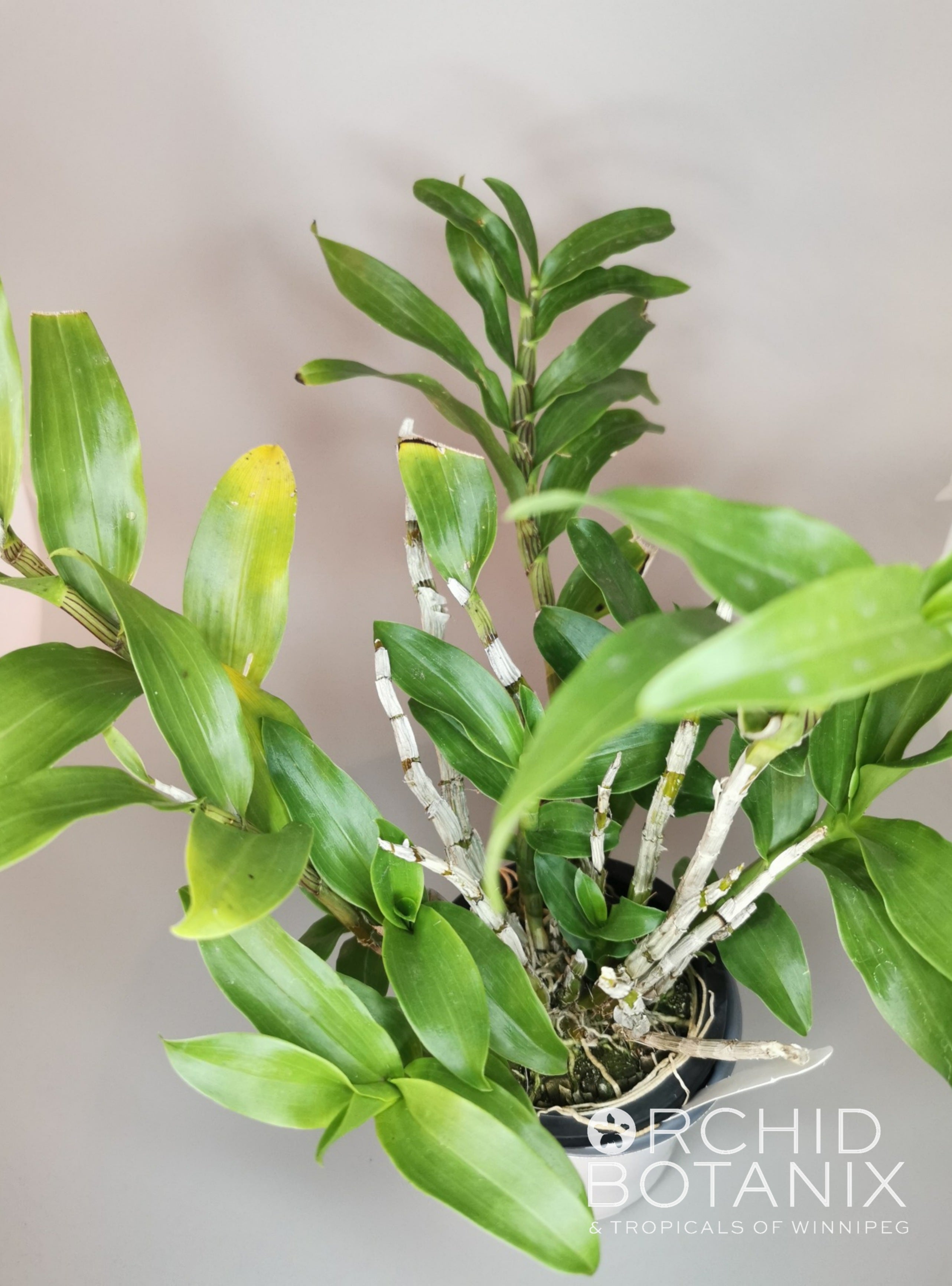 Dendrobium amethystoglossum