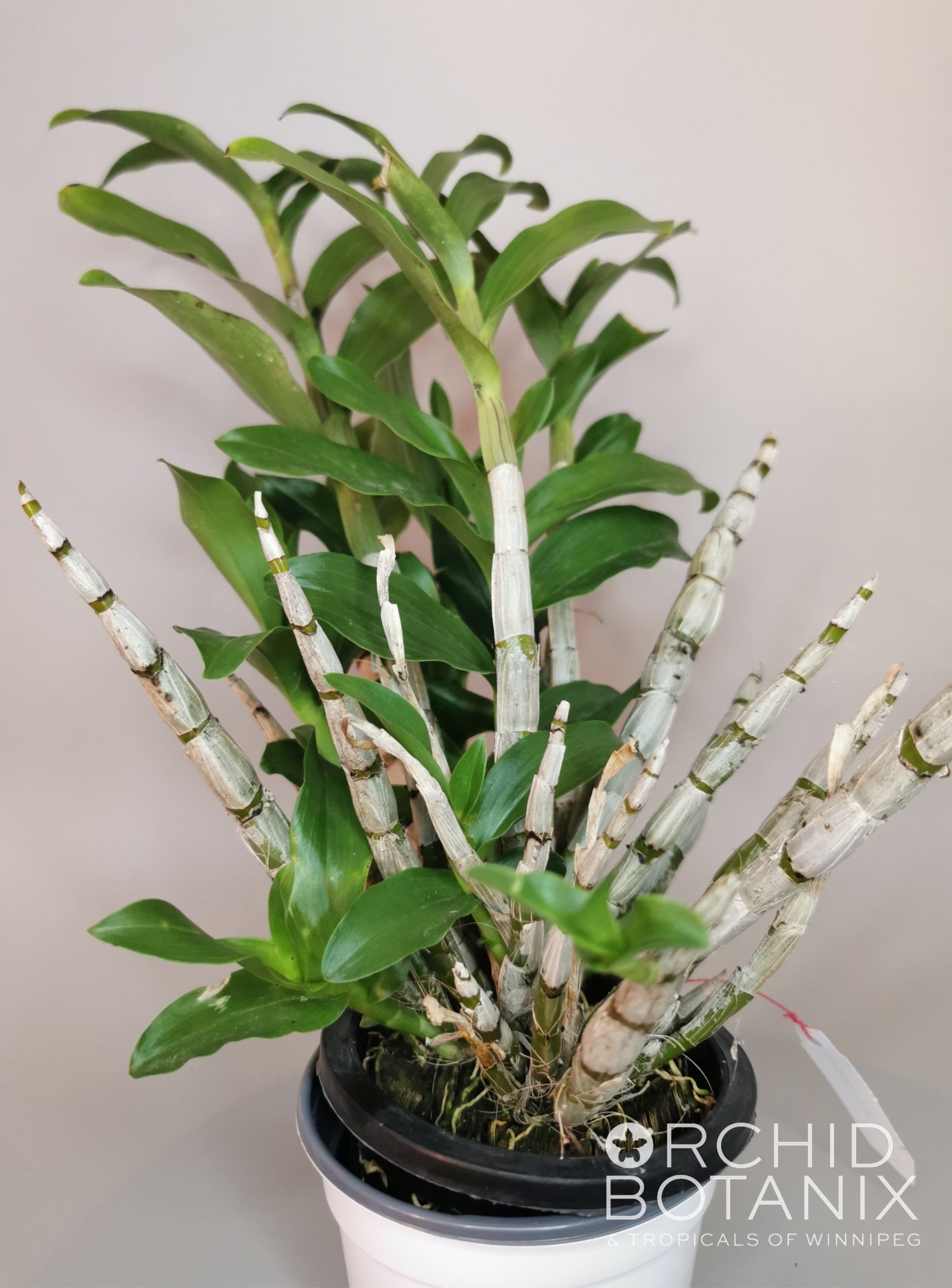 Dendrobium amethystoglossum