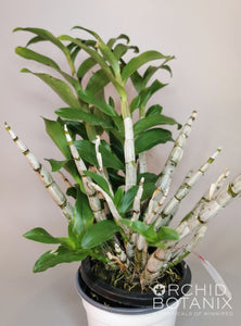 Dendrobium amethystoglossum