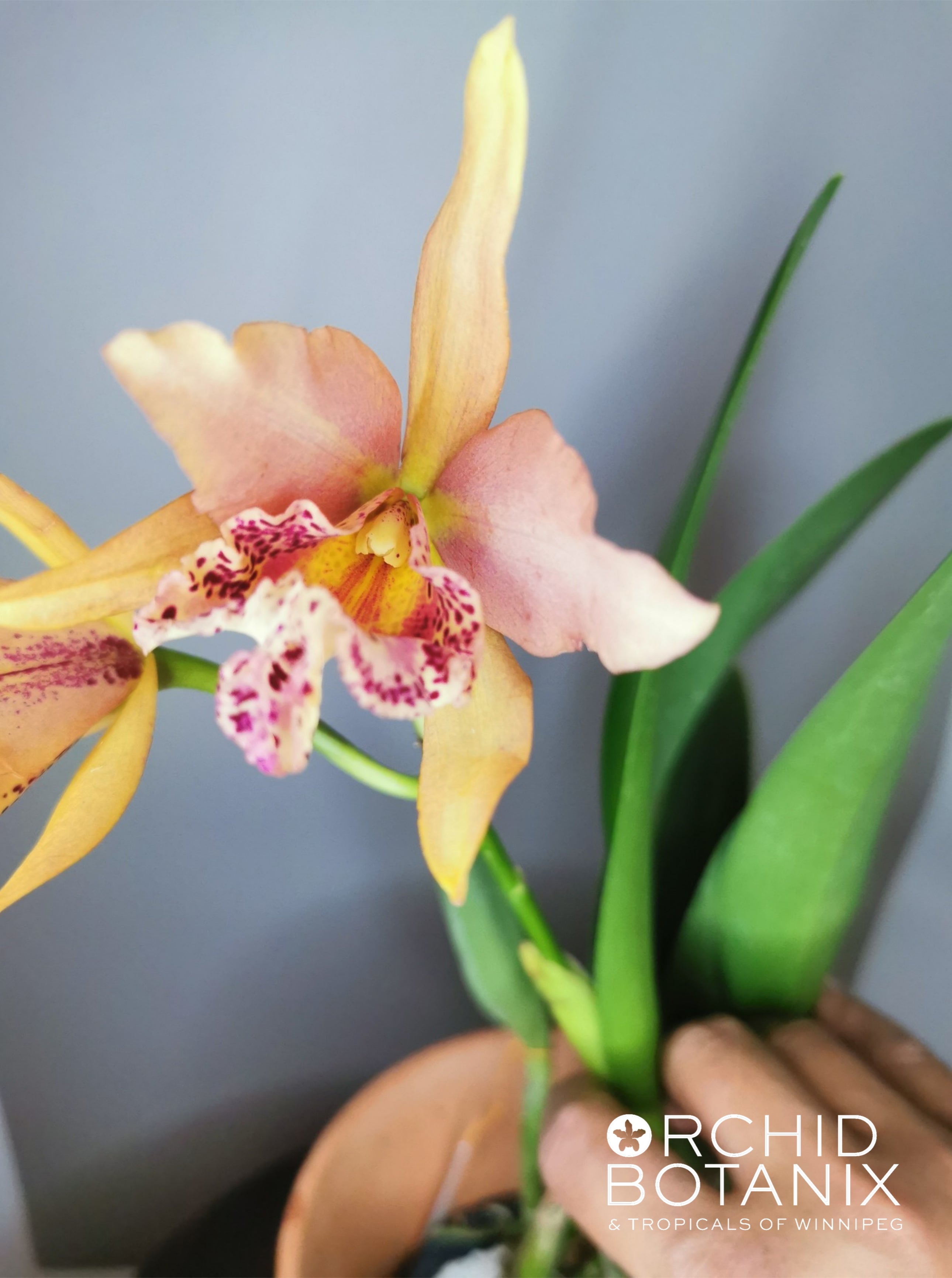 Rhynchobrassoleya Copper Queen