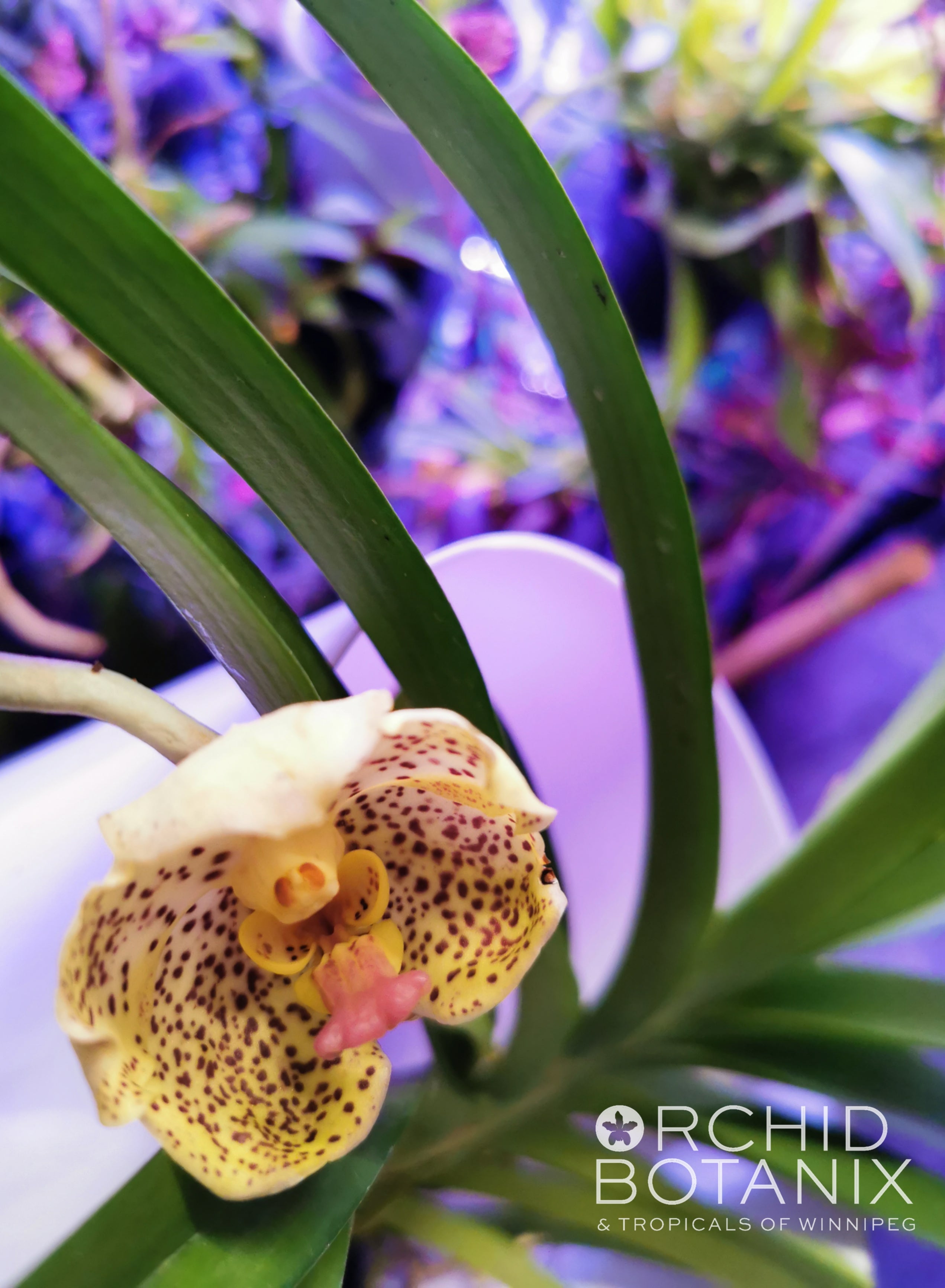 Vanda Gnana Kumar x Kulwadee Fragrance