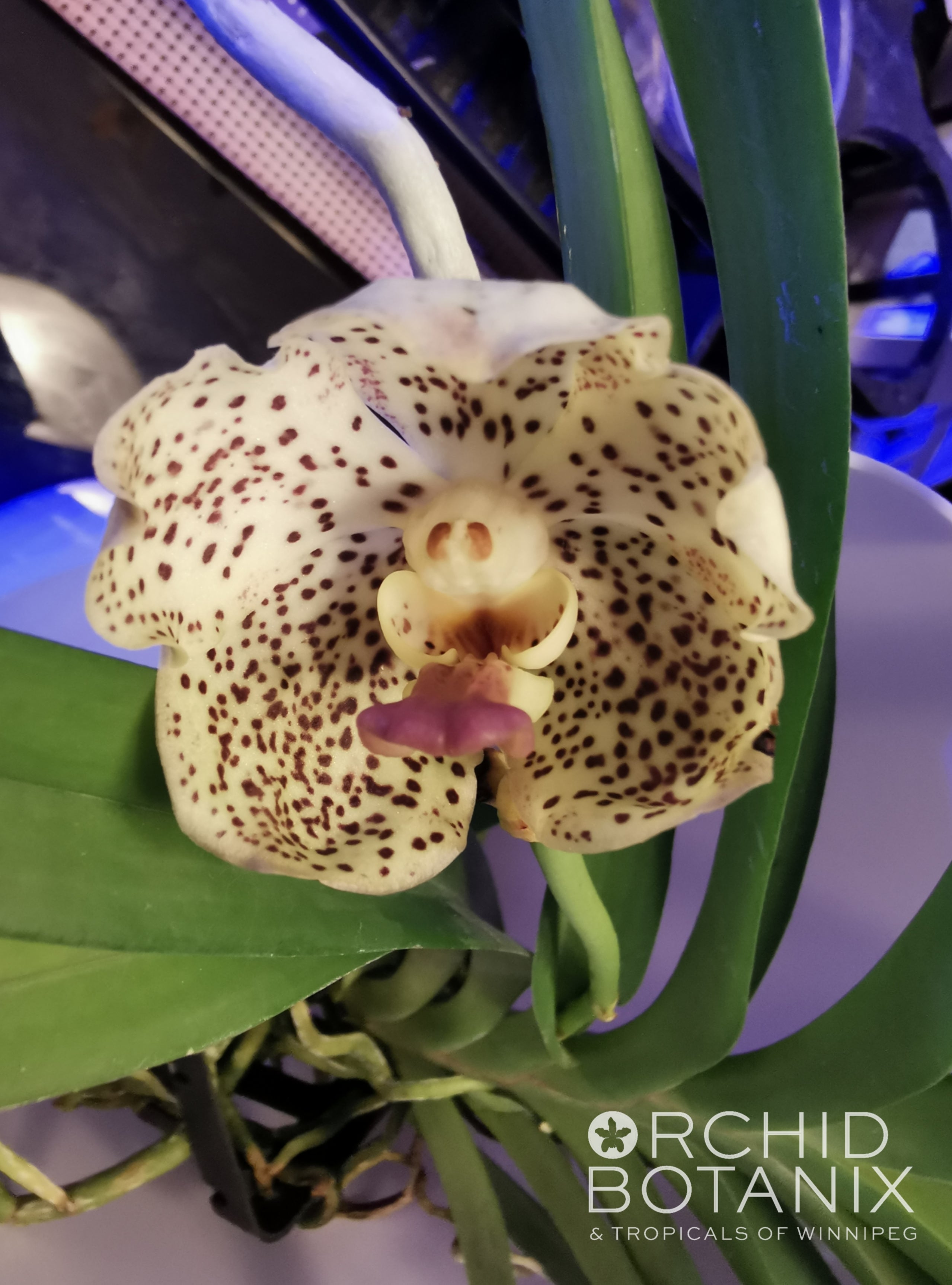 Vanda Gnana Kumar x Kulwadee Fragrance