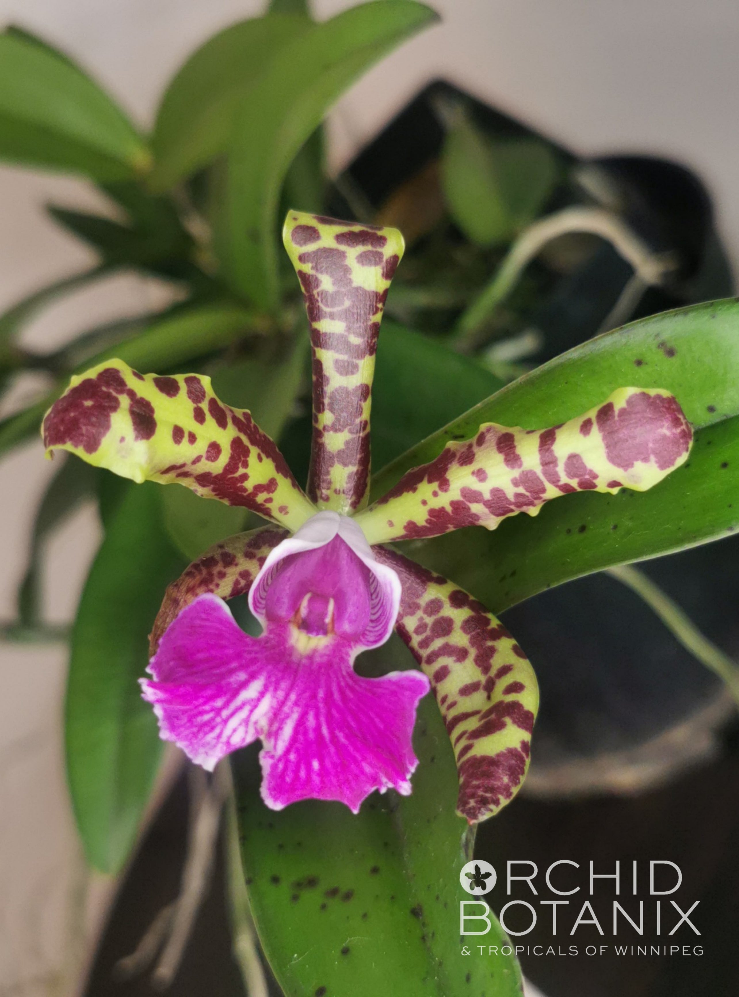 Cattleya Peckaviensis