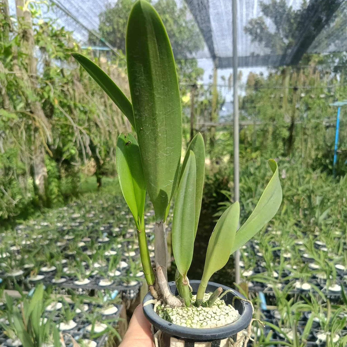 Rhynchobrassoleya Copper Queen