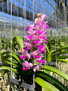 Rhynchostylis coelestis 'Pink'