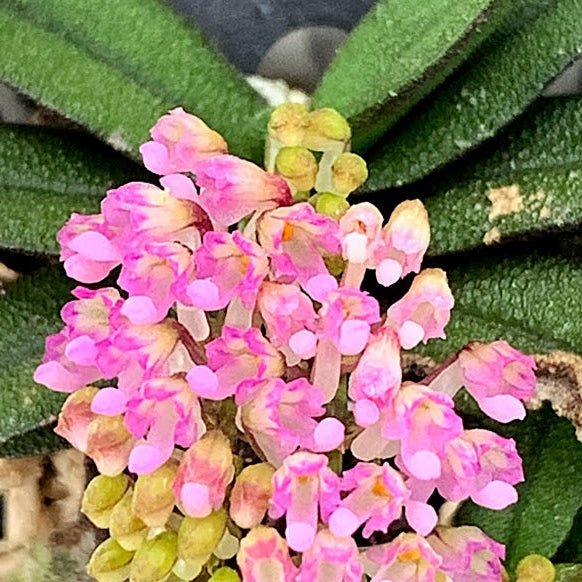 Schoenorchis fragrans