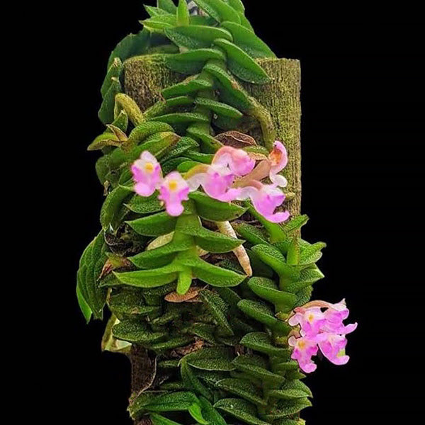 Schoenorchis scolopendria