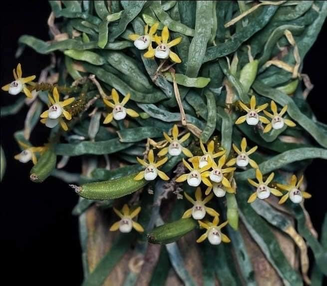 Taeniophyllum pusillum