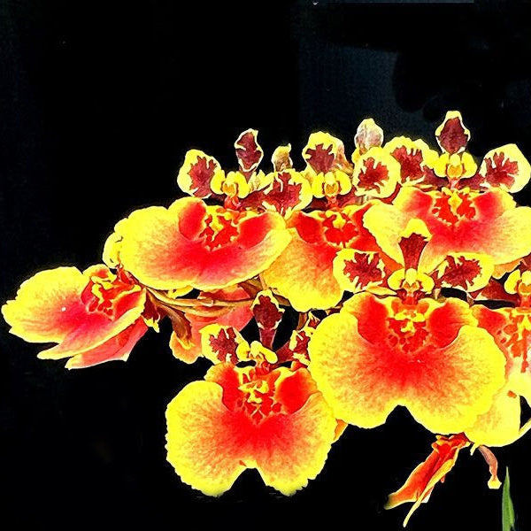 Tolumnia Jairak Firm’ Lion’