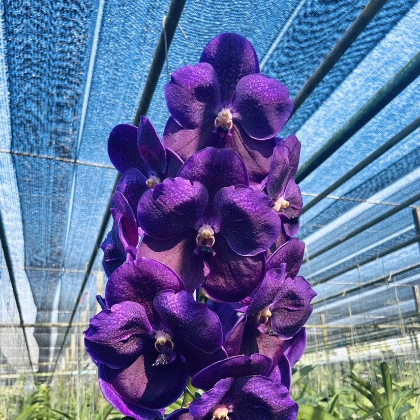 Vanda Boonserm Delight Blue