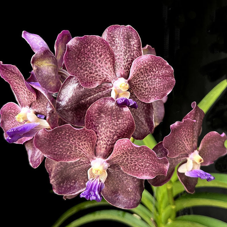 Papilionanda Corneels Cilliers