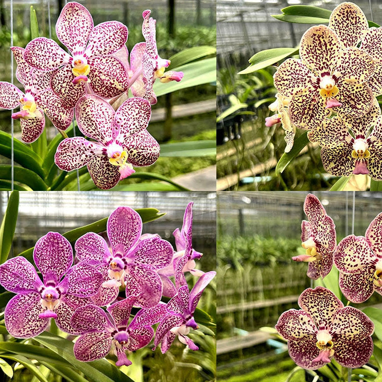 Vanda Gnana Kumar x Kulwadee Fragrance