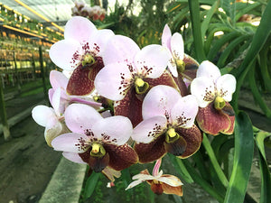 Vanda sanderiana