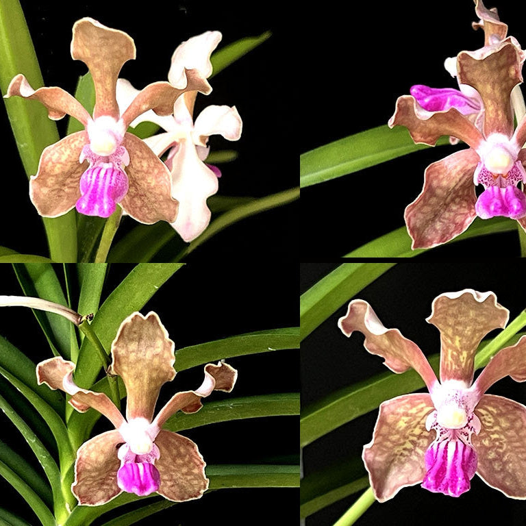 Vanda tessellata 'Pink'