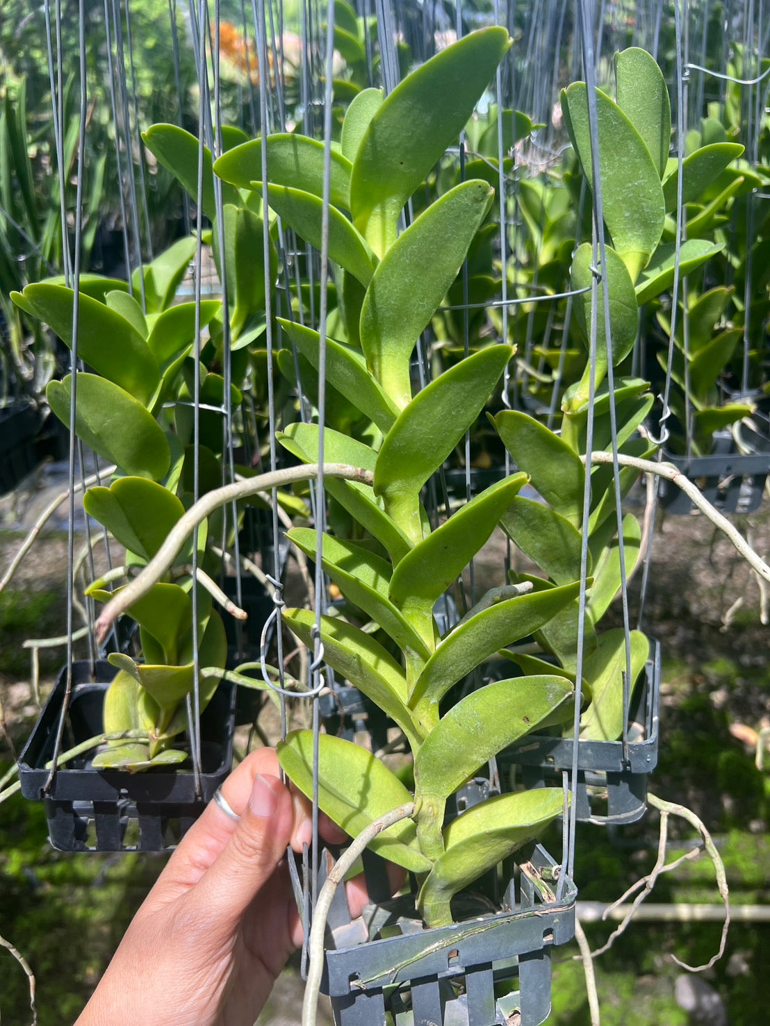 Trichoglottis philippinensis