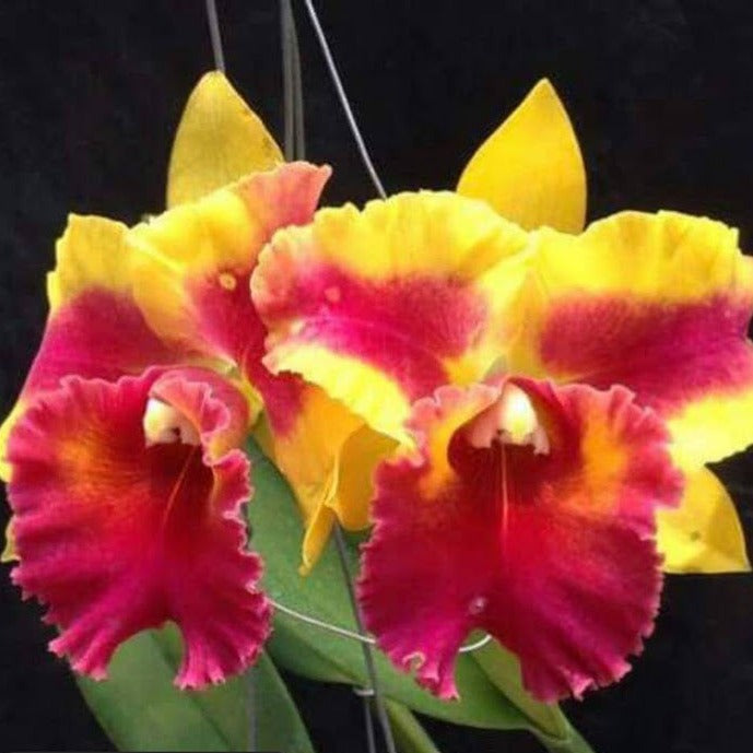 Rth. Siam Fancy 'Wing of Fire'