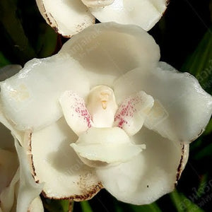 Peristeria elata