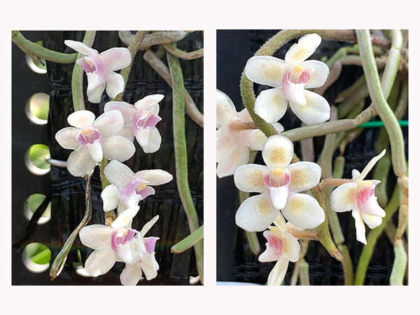chiloschista parishii var sakura コルク原種 chiloschista parishii var sakura コルク原種