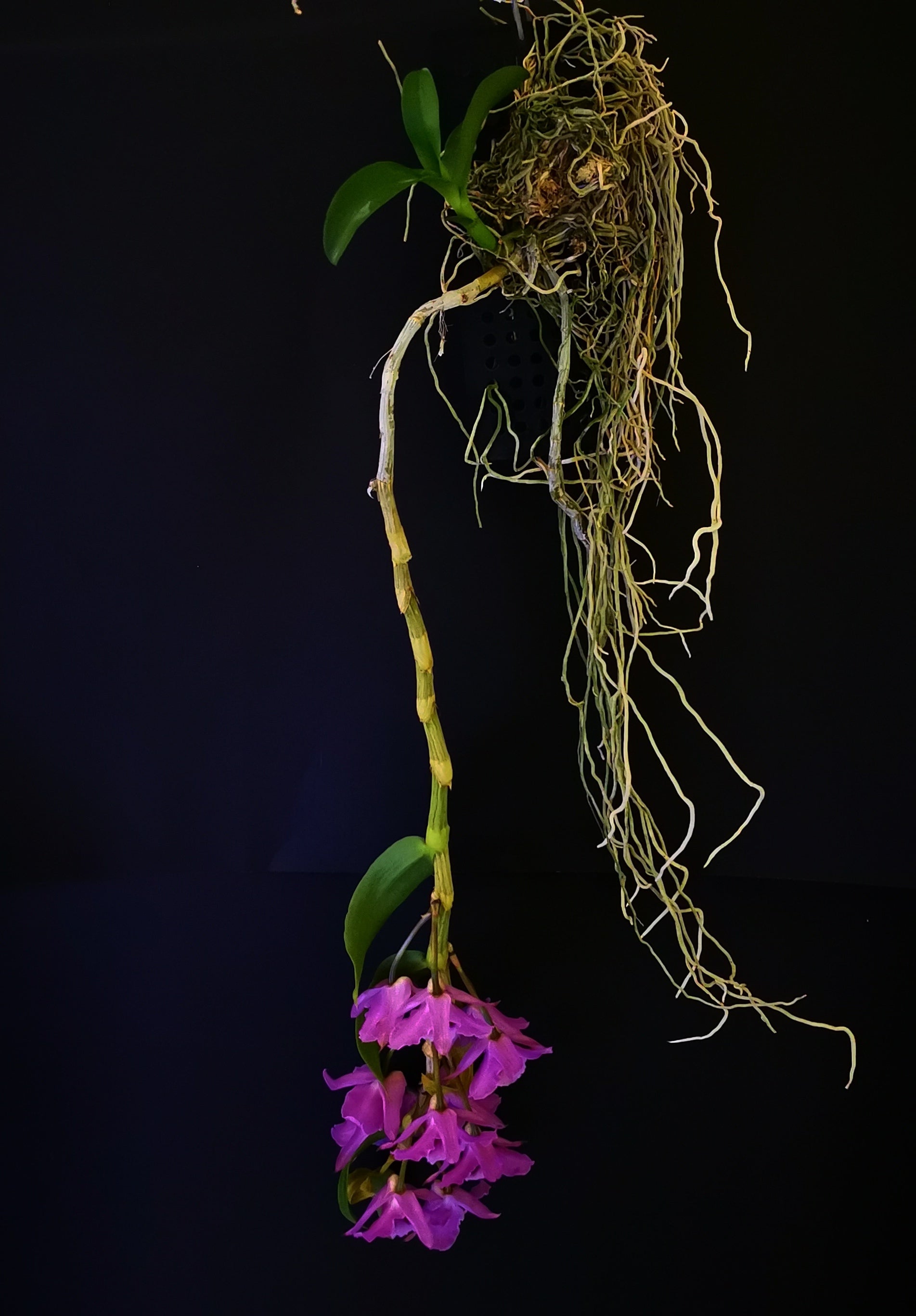 Dendrobium Nestor – Orchid Botanix & Tropicals of Winnipeg