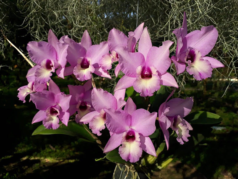 Laeliocattleya Jairak Taffy