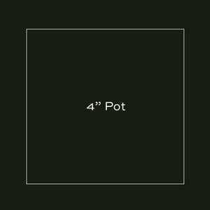 4" Pot