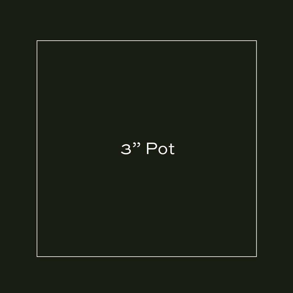 2 3/8" Pot