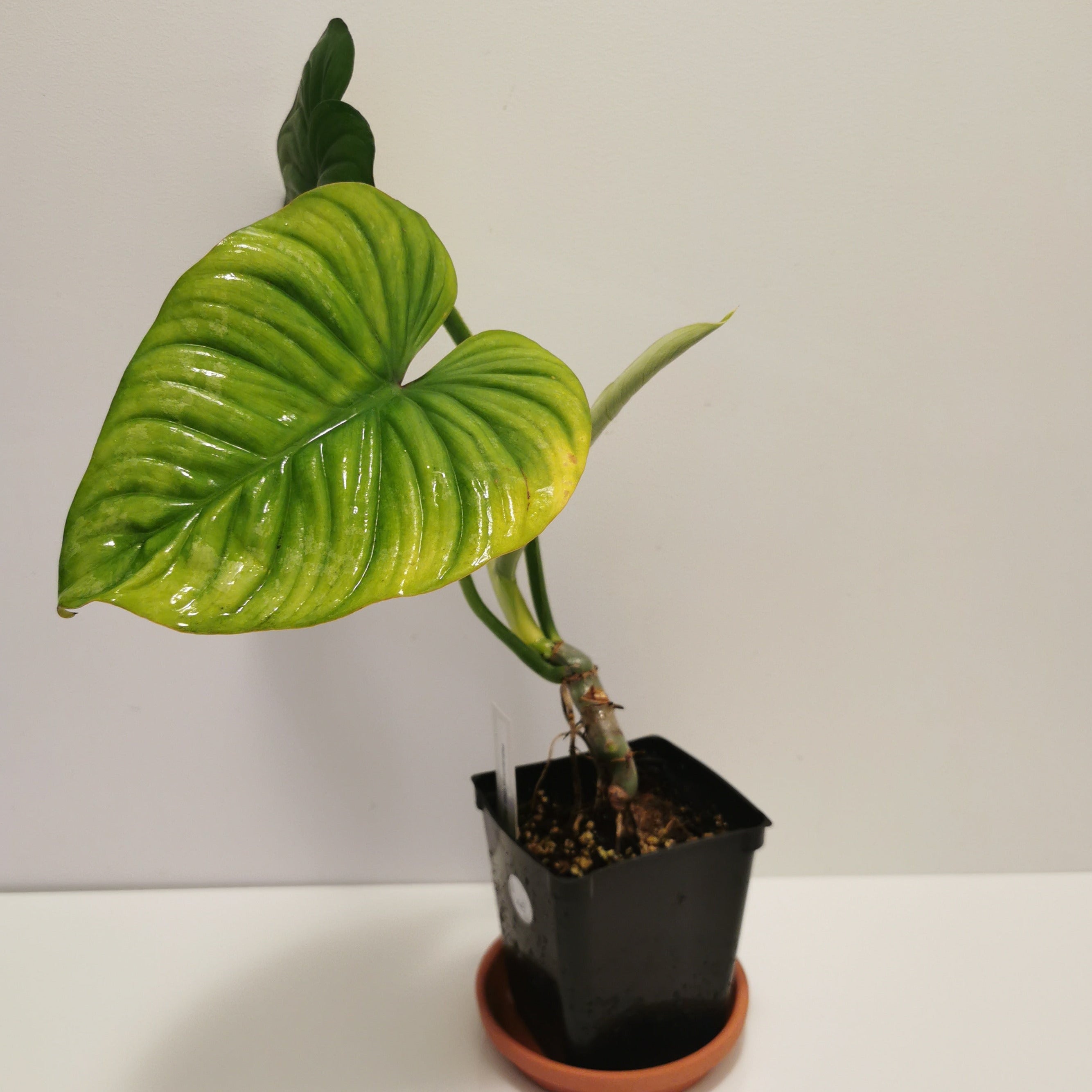 Philodendron mamei Silver Cloud