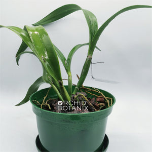 Procatavola Jairak Green Star 'Cute'