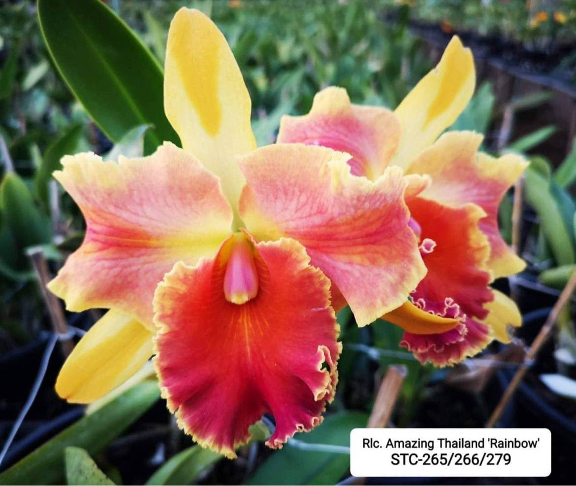 Rhyncholaeliocattleya Amazing Thailand 'Rainbow'