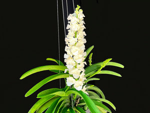 Rhynchostylis coelestis 'Alba'